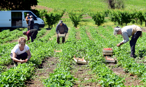 Пољопривредна газдинства се довијају како да лакше оберу род: Набери воће, па мање плати